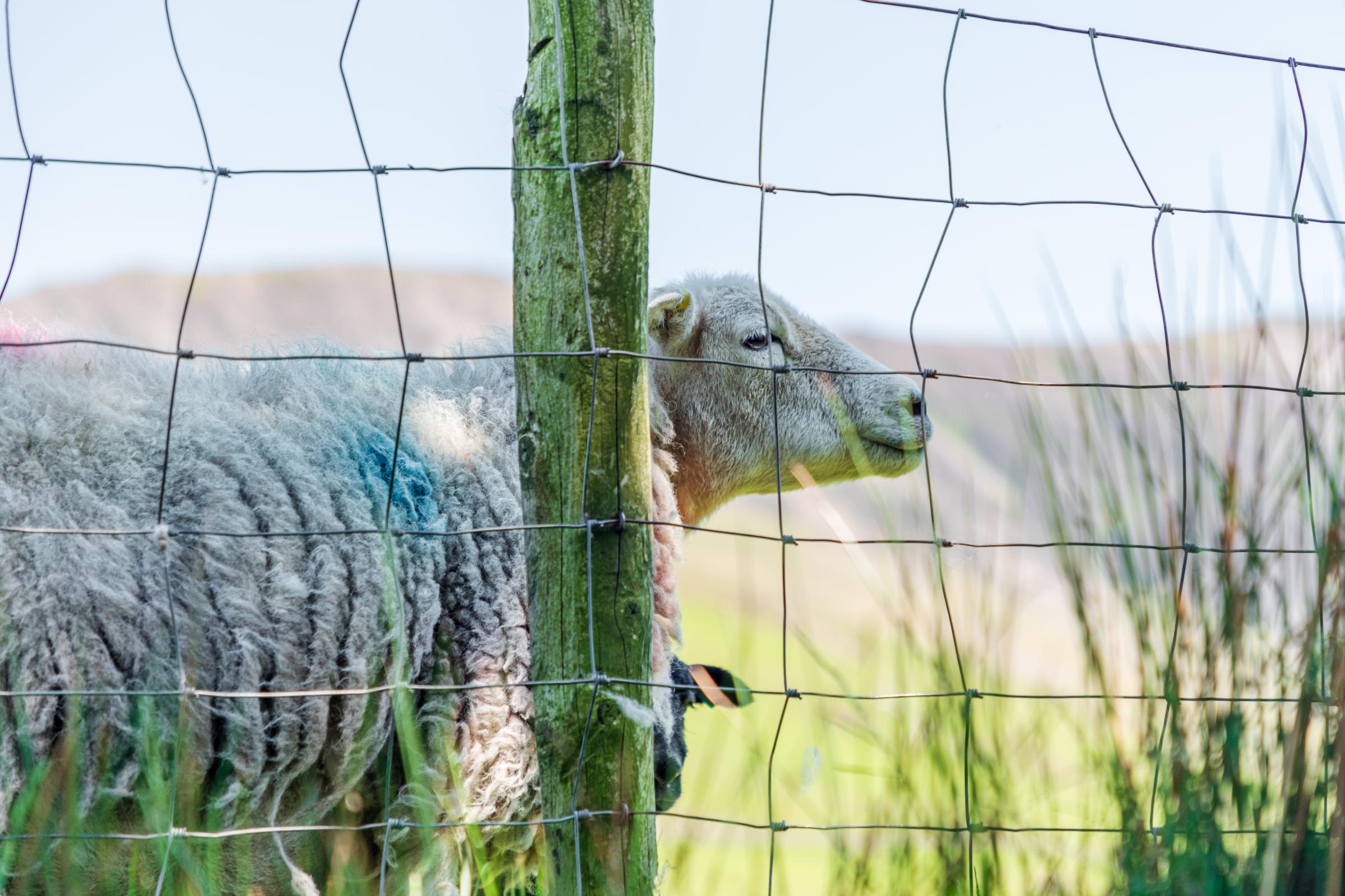 Economic Impact: Bluetongue reaches Aberdeenshire as Scotland records 39 cases this season