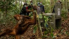 Orangutans Rescued from Wildfire Devastation Return to Borneo Forest