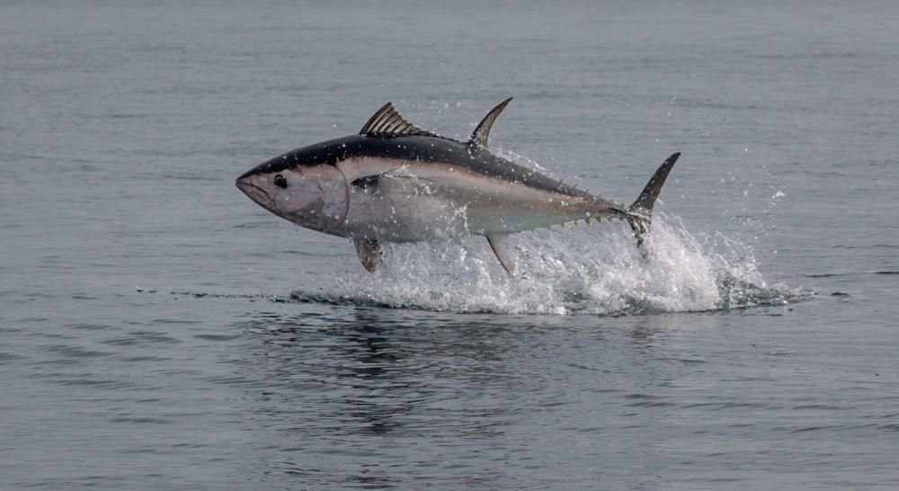 Economic Impact: Country diary: The breathtaking sight of a tuna taking flight in British waters