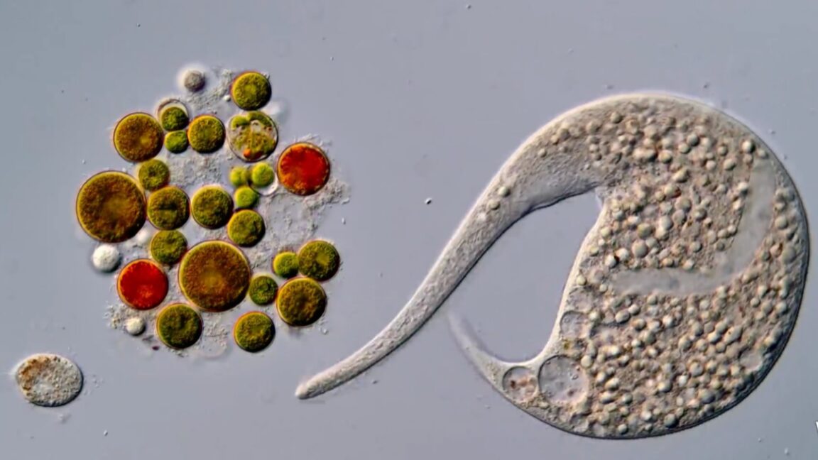 AI Disqualification Yields New Nikon Small World in Motion Winner