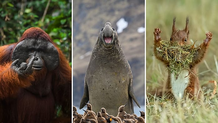 The Funniest Animal Photos of 2026: Nikon Comedy Wildlife Awards Finalists Revealed