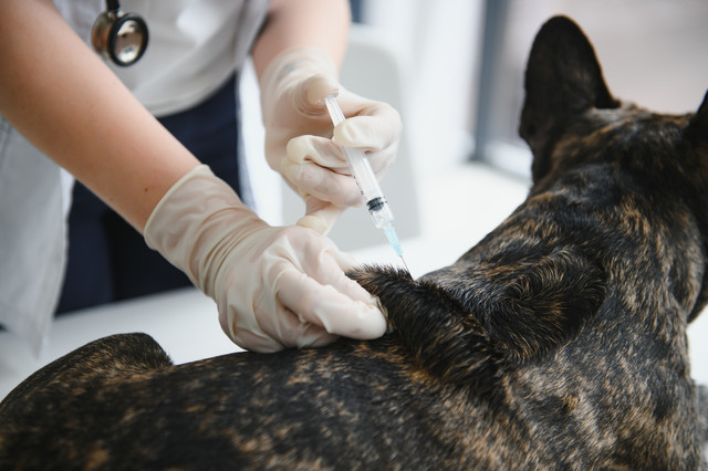 Russia Reports Contaminated Dog Vaccine Linked to 169 Deaths