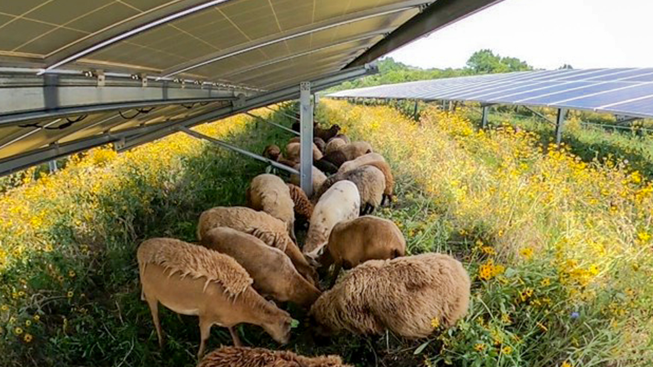 Global Perspective: Vermont couple grew 30 sheep into 500, grazing 1,500 acres of solar sites