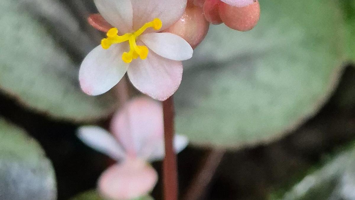 Breaking: New Begonia Species Discovered in Western Ghats, Named After Botanist R. Raj Vikraman