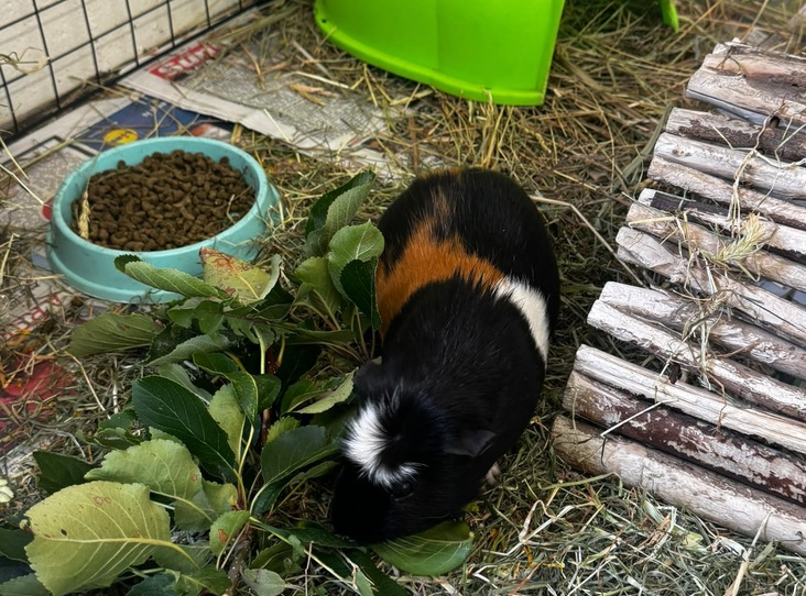Economic Impact: Curious guinea pig rescued from poor conditions seeks new home in Cambridgeshire