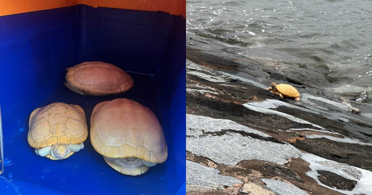 Geopolitical Dispatch: Rare albino terrapins rescued from waters off West Coast Park; ACRES warns saltwater can kill Shifts Diplomatic Posture