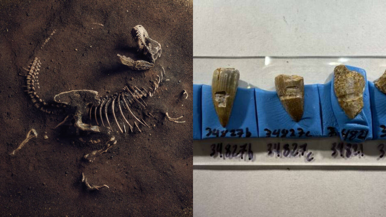 Crypto Markets in Focus: Fossil teeth suggest some dinosaurs ate seaweed over 100 million years ago Amid Shifting On-Chain Metrics