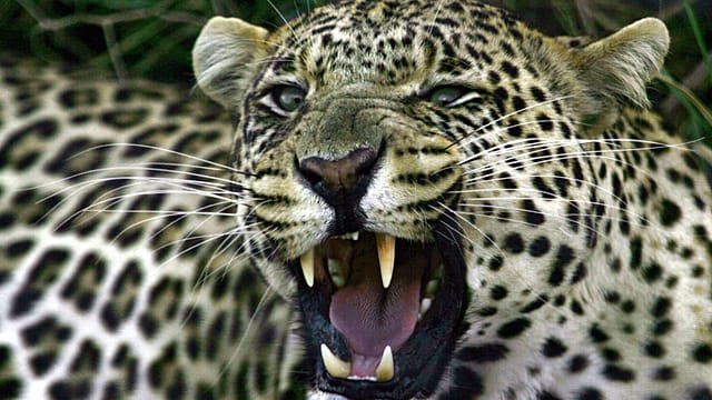 Leopards return to South Africa’s West Coast after 170 years