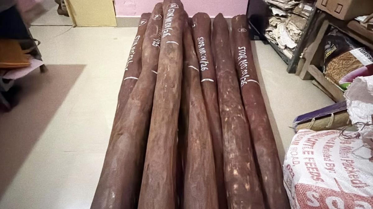 450 kg Red Sanders Seized in Vellore, Six Arrested