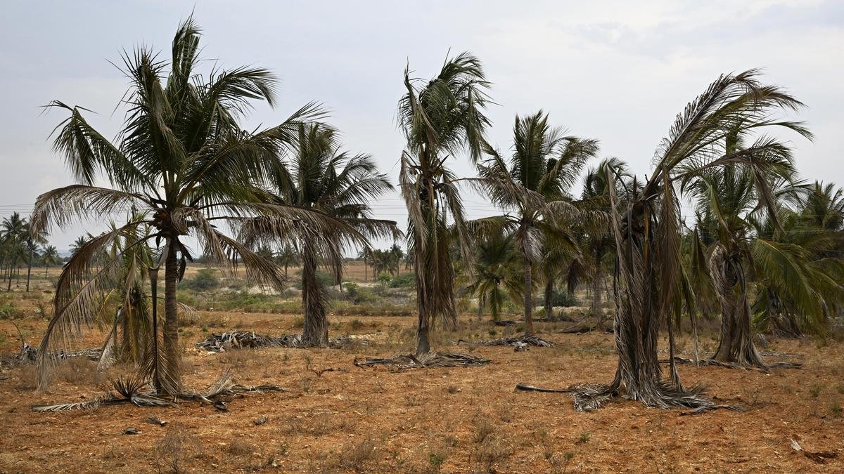 Drought damages 84,656 hectares of coconut plantations in Karnataka; impact may last for three years