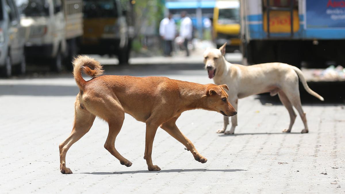 Kochi Corporation to Deploy Mobile ABC Units Amid Discrimination Claims in Stray Dog Sterilisation