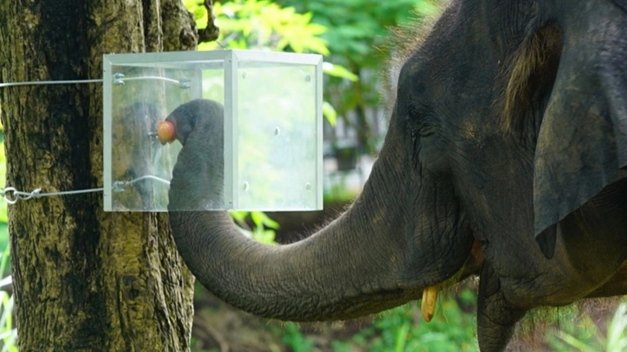 Scientists test 16 Asian elephants with hidden fruit; they learn to follow box