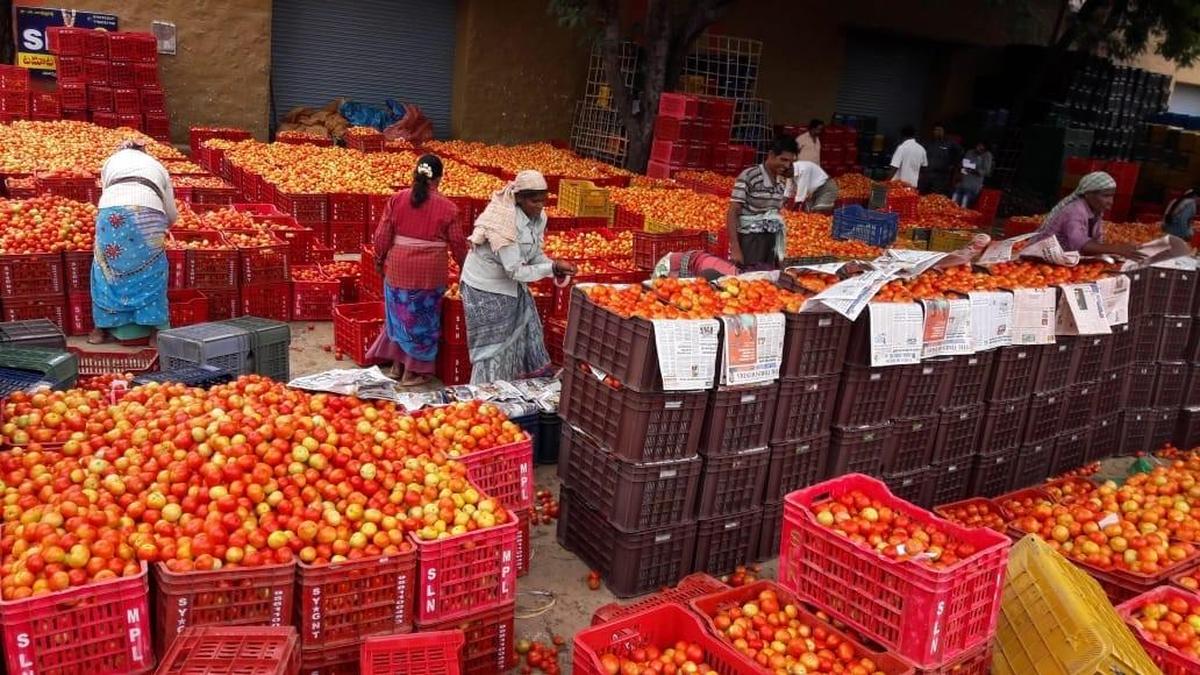 Developing Story: Lean arrivals push up tomato prices in Andhra Pradesh ahead of festive season