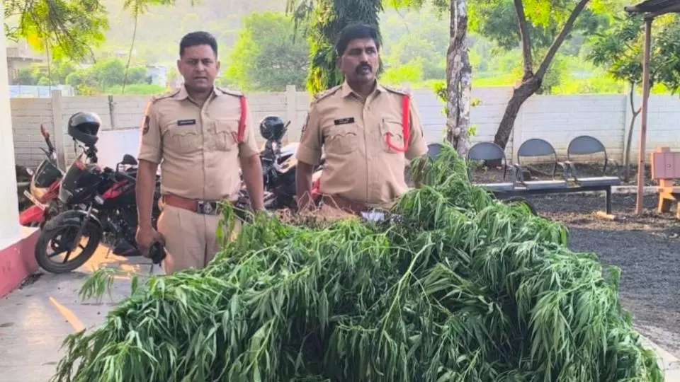 Adilabad Police Step Up Ganja Surveillance, Welfare Benefits Halted for 150 Acres