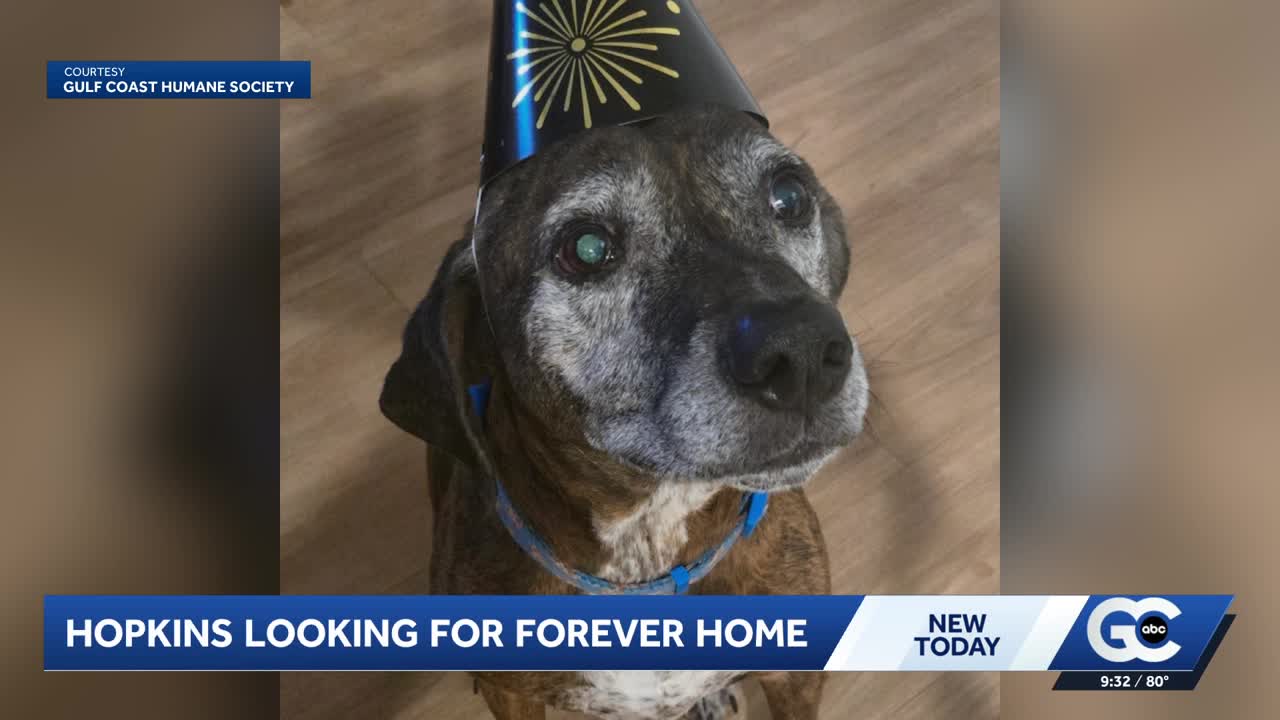 Mutts and Meows: Hopkins Looking for a Forever Home as Market Analysts Weigh Next Moves