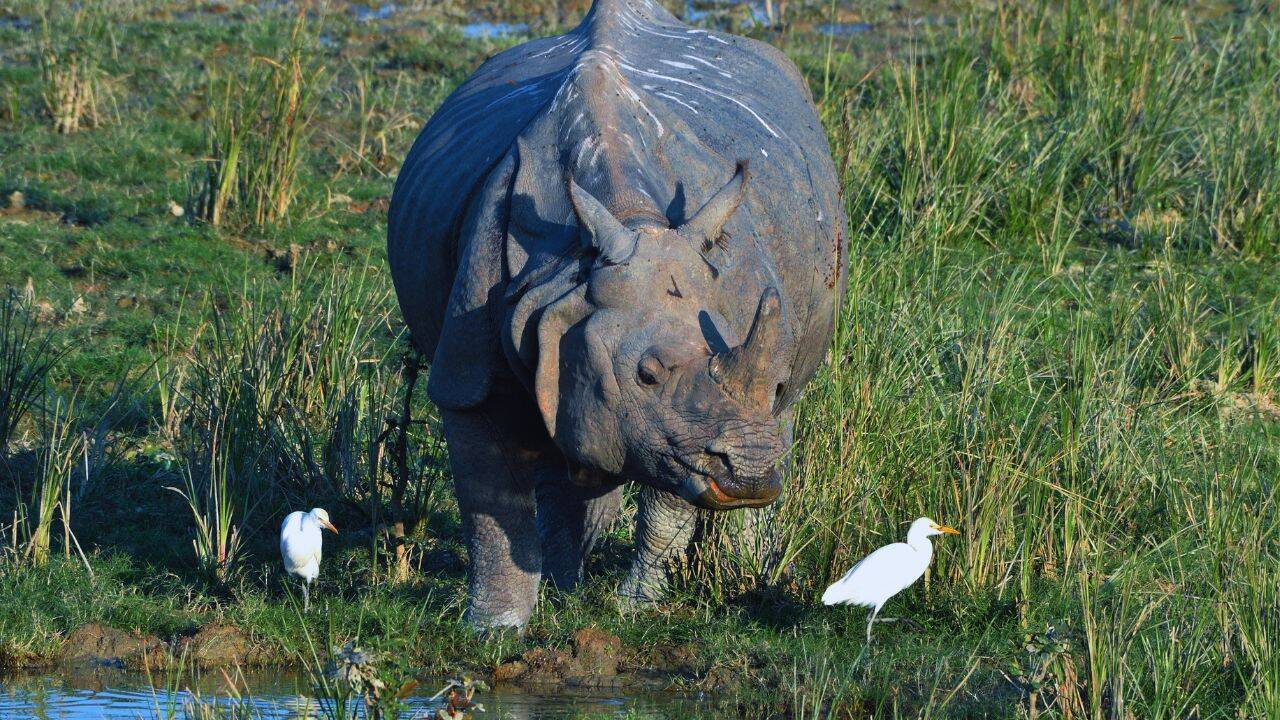 Kaziranga Reopens for 2026-27: Jeep Safaris Begin, Elephant Rides Soon