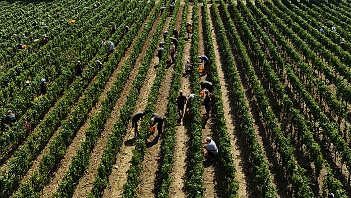 Thieves in Italy Target Prestigious Winemaker, Making Off With €5 Million Haul: Reports
