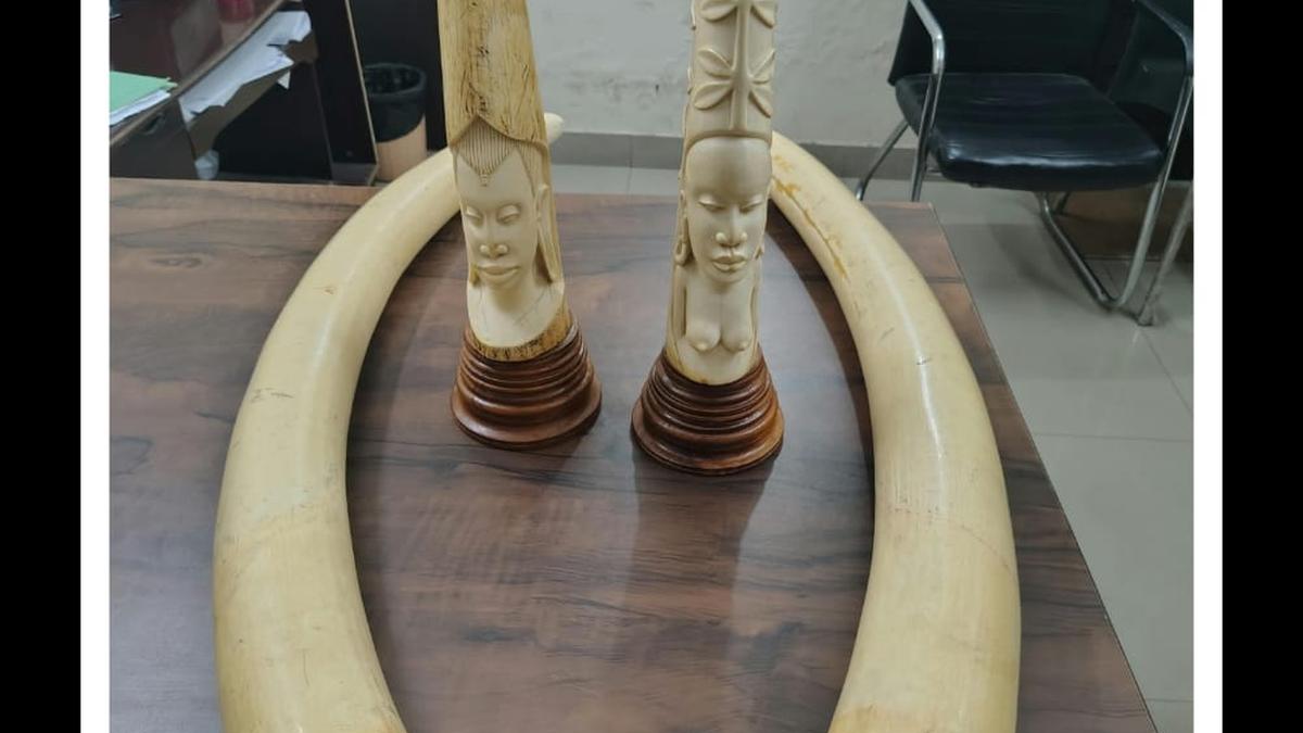 Developing Story: DRI seizes four elephant tusks, ivory articles; three held
