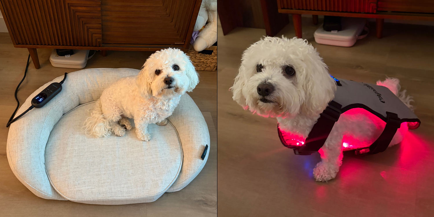 Corporate Strategy: Can red light therapy help your dog live longer? Here’s what vets say