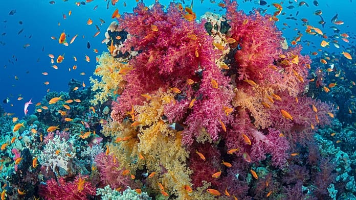 Why Coral Reefs Are Bleaching in Extreme Heat. Could Underwater Umbrellas Save Them Has Sparked Heated Debate