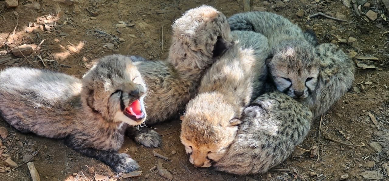 Project Cheetah: Environment Minister Bhupender Yadav Celebrates Arrival of 5 Cubs