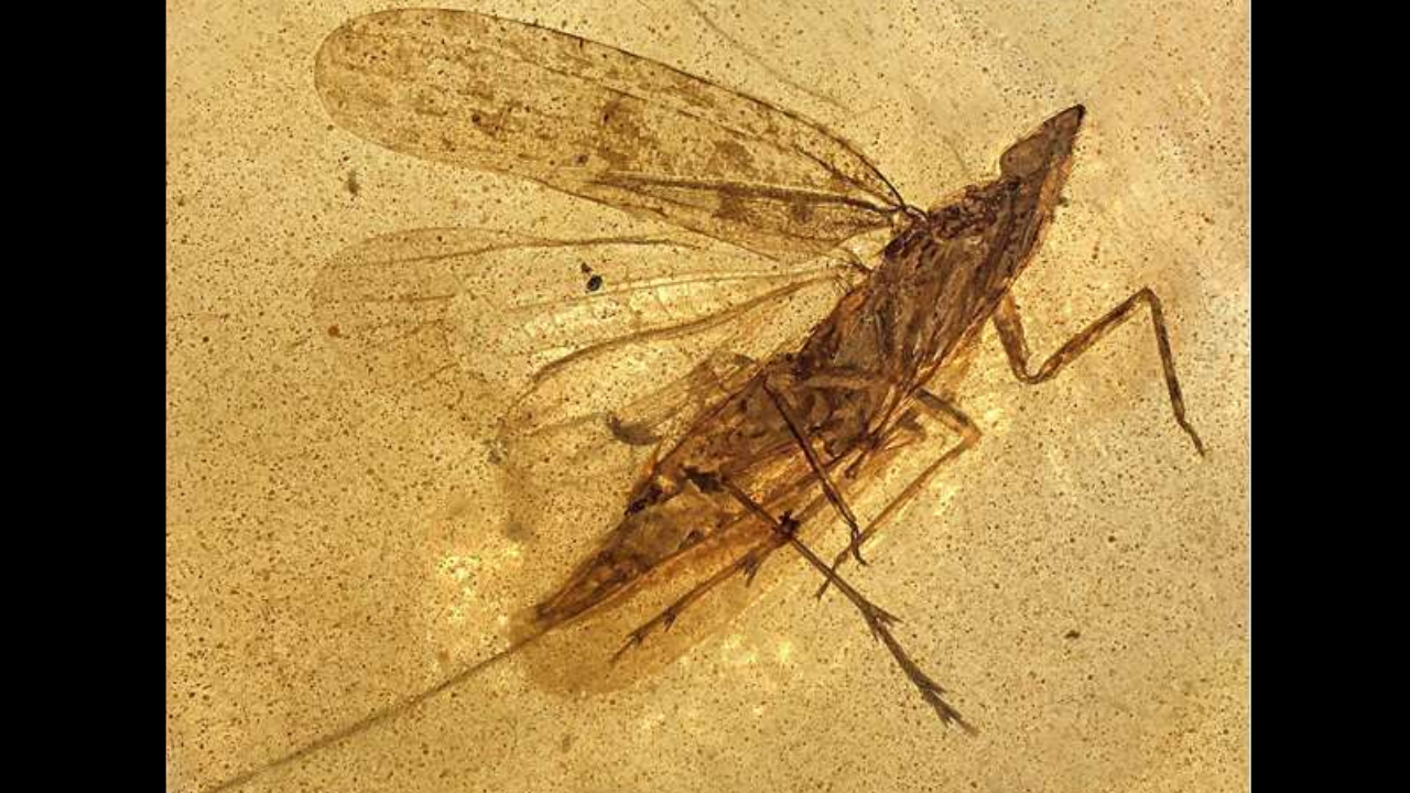 99-million-year-old Amber Unveils Insect With Mouthpart Twice Its Body Length in Major Strategic Push