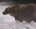 International Briefing: Backpack is Fat Bear Week's 2026 winner – video