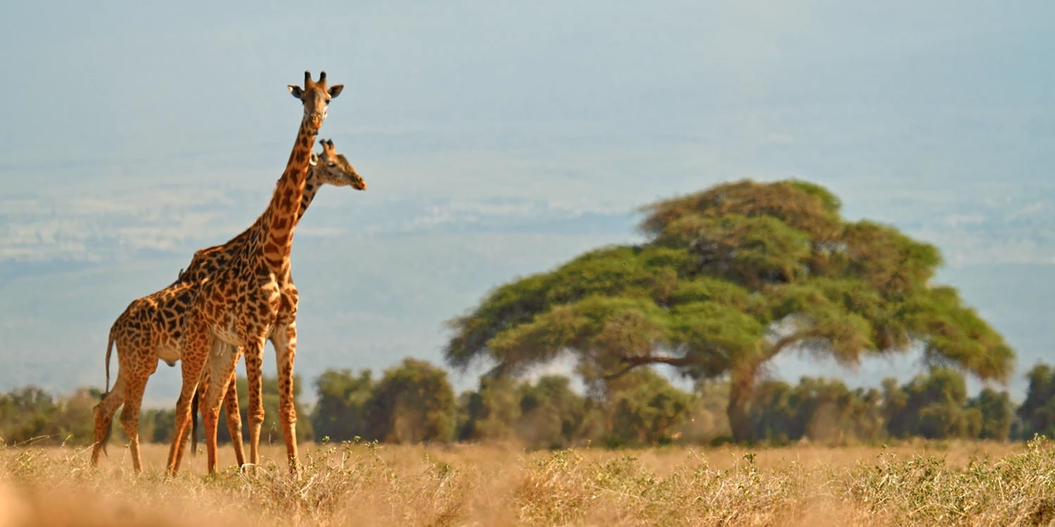 $2199 -- Kenya Small-group Safari W/flights, Save $1900
