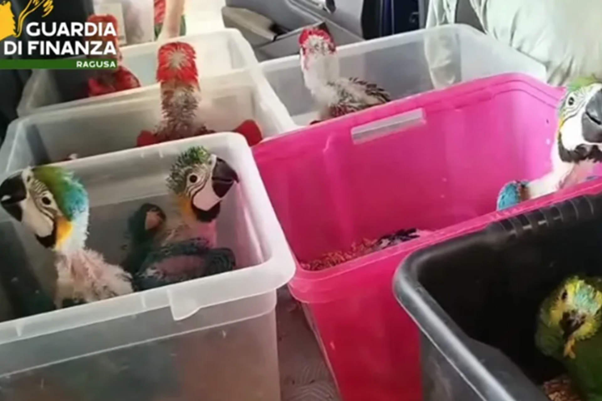 Sicilian Police Bust Massive Wildlife Smuggling Ring: 300 Turtles, 77 Parrots Bound for Malta