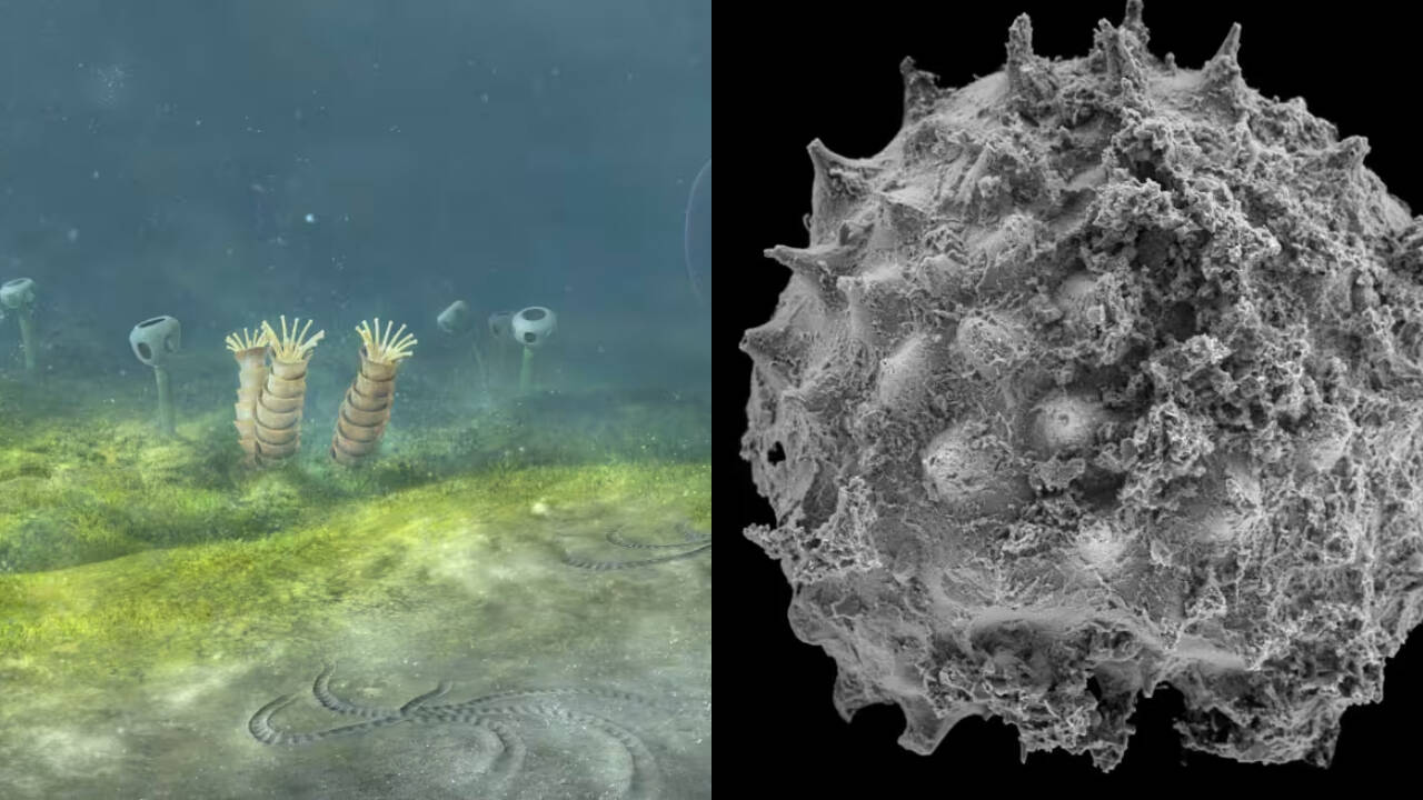 Study Suggests Animal Life Began 800 Million Years Ago, Earlier Than Fossils