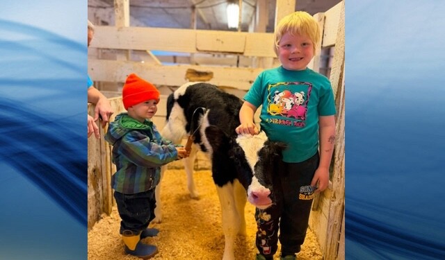 Miracle Calf Born at D Dutchmen Dairy After Fire Killed 40 Calves