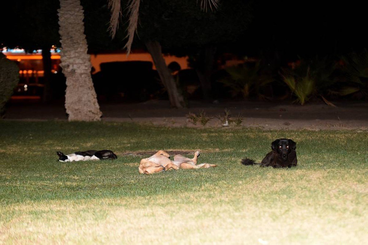 MoI urges caution around stray dogs, asks public to report packs to 112