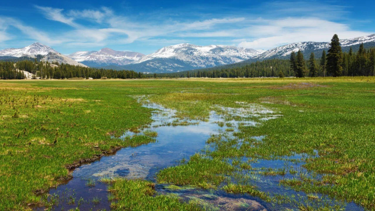 Yosemite Planted 40,000 Seedlings, but Restored Meadow Is Still Losing Carbon