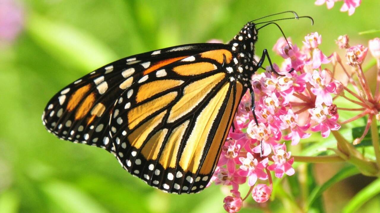 Meet Monarchs: ‘endangered’ Traveller Butterflies That Survive on Poisonous Milkweed
