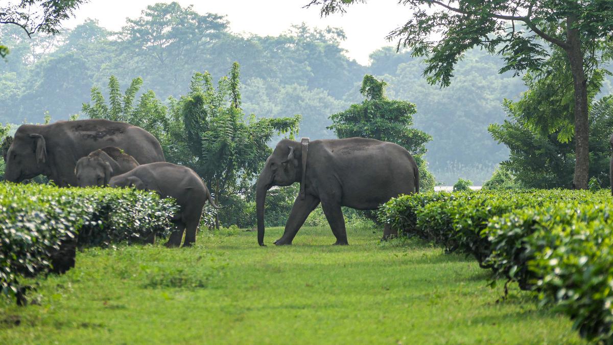 GPS Study Reveals Elephant Routes in Assam to Curb Deadly Conflicts