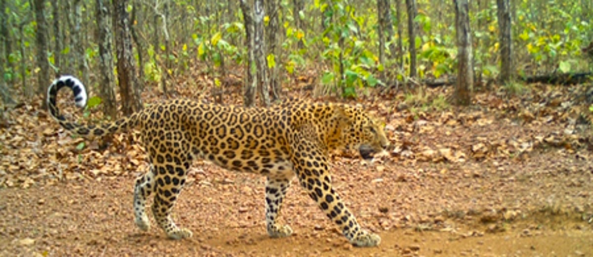 New Wildlife Institute of India Research Records Sharp Leopard Decline in East-central Habitats
