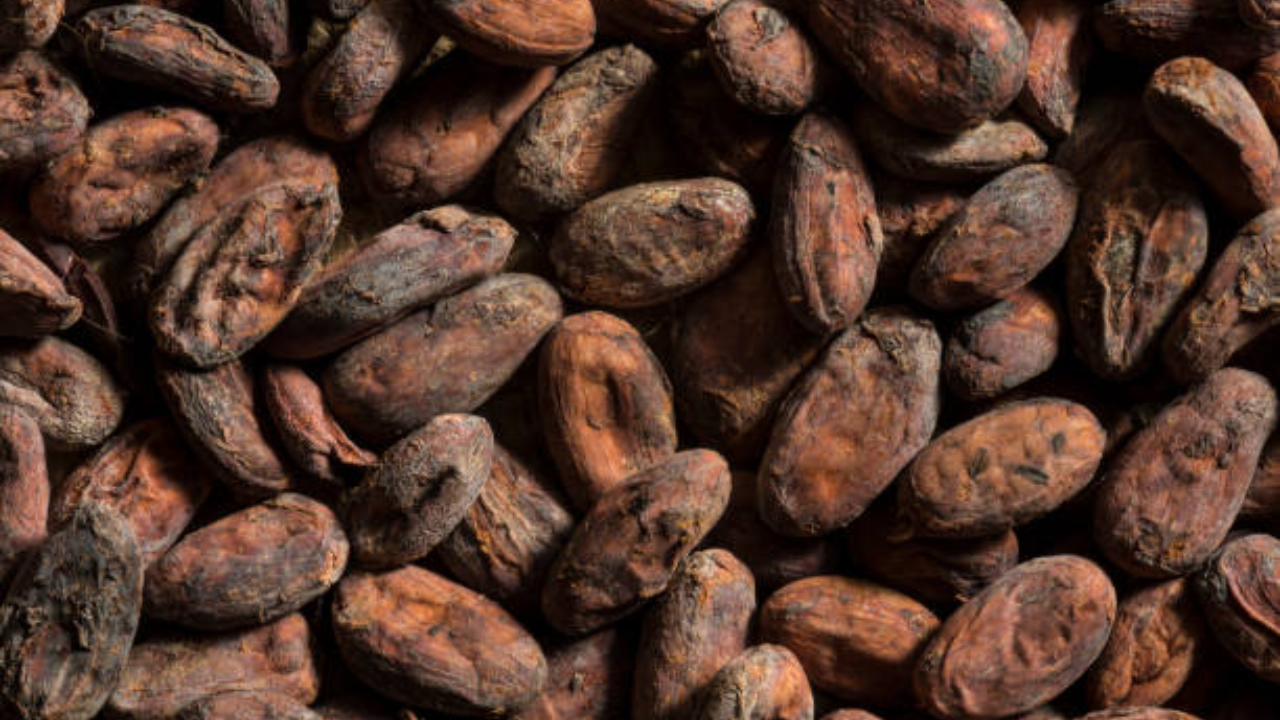 Ancient Pottery Unveils Earliest Known Chocolate Traces East of Mississippi in Major Strategic Push