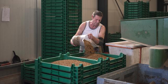 A Look Inside France's Industrial Fly and Mealworm Farms: 'raising Insects Is Not Just a Fad