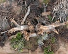 Despair After 200-year-old ‘grandmother’ Tree Toppled for Trump’s Border Wall: ‘it Crushes Your Heart