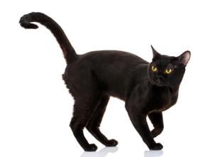 Black Cats and Dogs Face Deadly Bias: Shelters Sound Alarm on Overlooked Pets