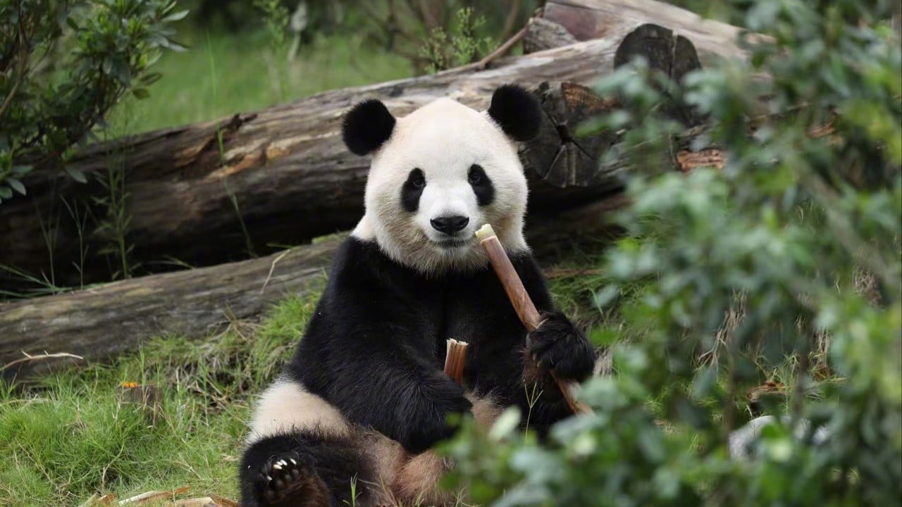 Global Perspective: Panda diplomacy: all the countries currently hosting China’s beloved ambassadors
