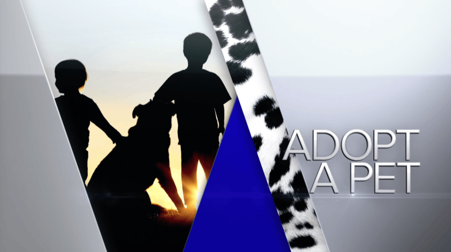 Adopt-a-pet: Felines & Canines as Market Analysts Weigh Next Moves