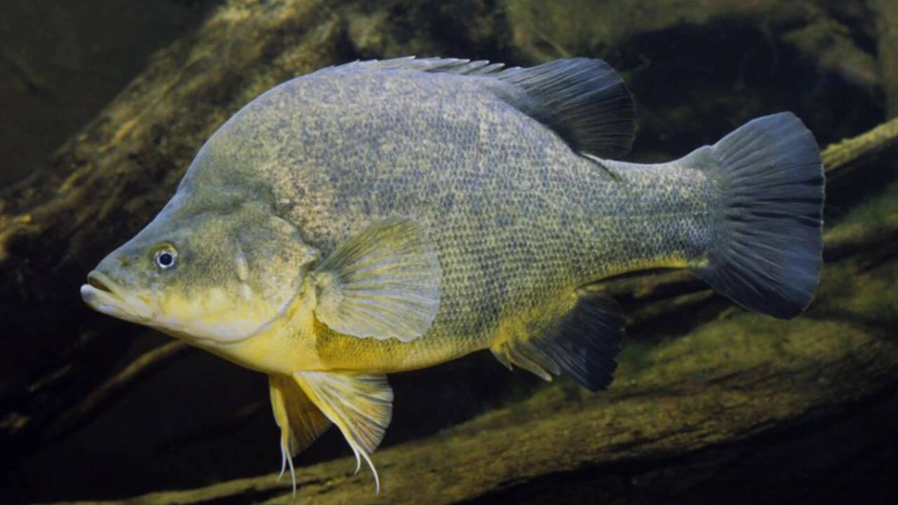 International Briefing: Australia restored Murray River with timber; Murray cod abundance tripled