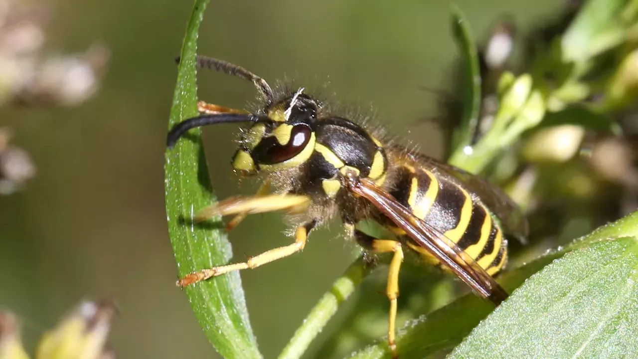 Crypto Markets in Focus: Michigan Map Shows Spike in Aggressive Stinging Insect Activity Amid Shifting On-Chain Metrics