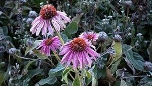 Frost Advisories Signal End of Growing Season in Southern Ontario
