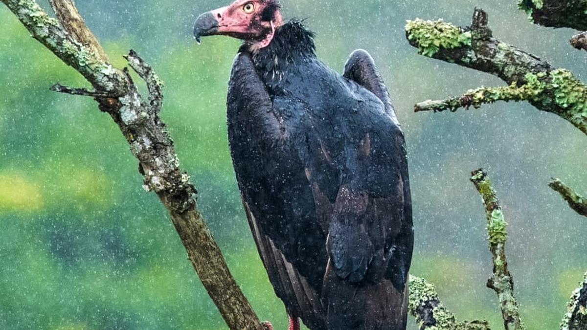 Global Perspective: Wayanad vulture survey records 65 birds