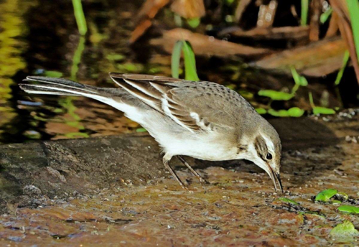 Nature: Rare Shetland Sightings Feature Siberian Blue Robin, Two-barred Greenish Warbler, Citrine Warbler and Leatherback Turtle