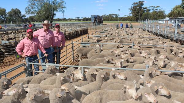 Records Broken, As Fierce Bidding Pushes WA Merino Ewe Prices to New Highs