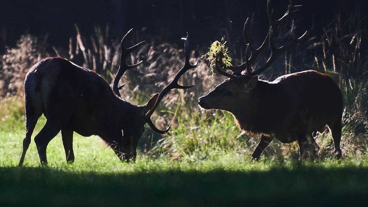 International Briefing: No room to roam: The cost of a crowded planet for wild animals