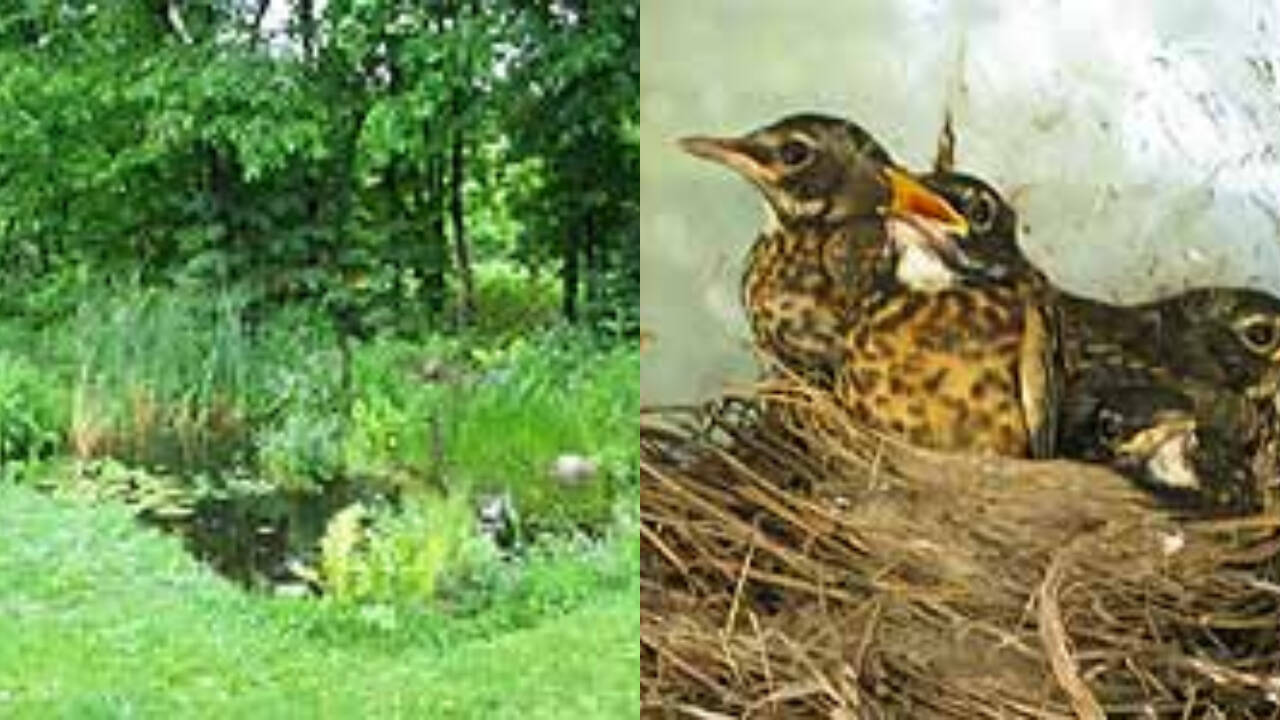 Quebec Family Transformed Pesticide-treated Yard Into Habitat With 300 Trees